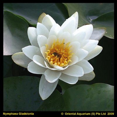 Nymphaea Gladstoniana, Näckros, P11cm