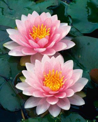 Nymphaea Hollandia (Darwin), Näckros, P11cm