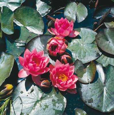 Nymphaea James Brydon, Näckros, P11cm