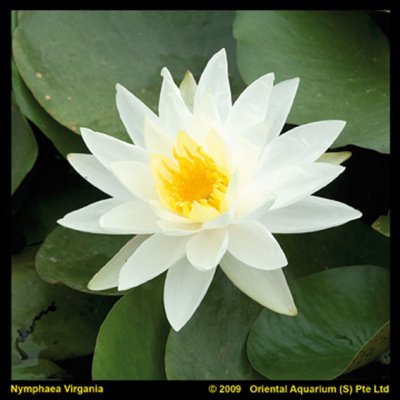 Nymphaea Marliacea Albida, Näckros, P11cm