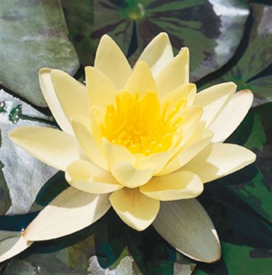 Nymphaea Marliacea Chromatella, Näckros, P11cm