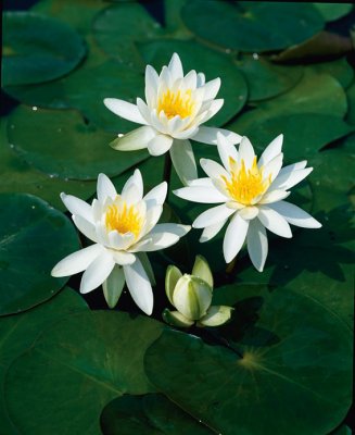 Nymphaea Odorata Alba, Dvärgnäckros, P11cm