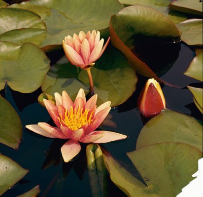 Nymphaea Sioux, Näckros, P11cm