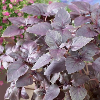 Ocimum basilicum var. purpurascens, Purpurbasilika, C13cm