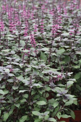 Basilika Wild Magic, stickling 3-pack