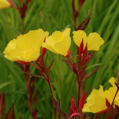 Oenothera fruticosa Erica Robin, Gullnattljus, C11cm