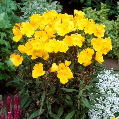 Oenothera fruticosa Fyrverkeri, Gullnattljus, C11cm