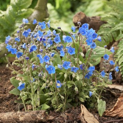 Omphalodes cappadocica Cherry Ingram, Kaukasiskt Ormöga