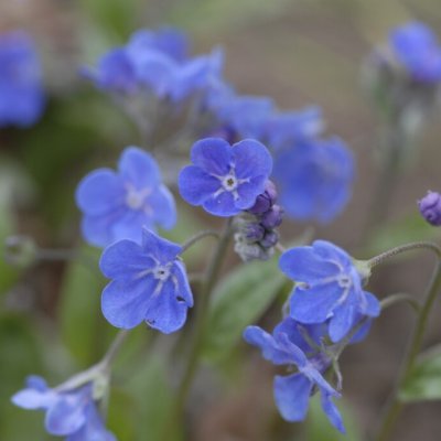 Omphalodes verna Elfenauge, Ormöga
