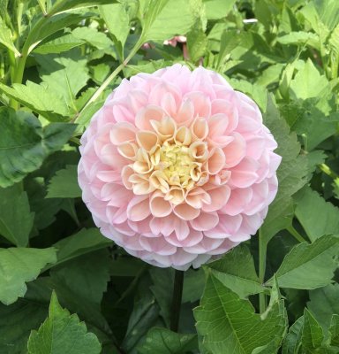 Dahlia Boll Opal 1st