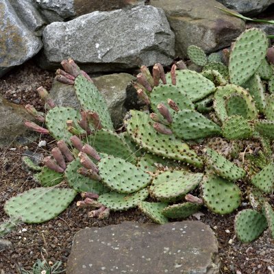Opuntia humifusa, Krypopuntia, 20-30 C1,5