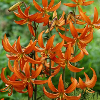 Lilium martagon Orange Marmalade, Krollilja, P11cm