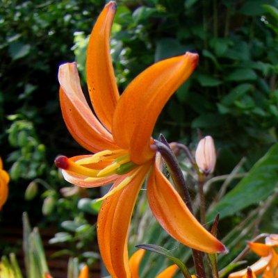 Lilium martagon Orange Marmalade, Krollilja, P11cm