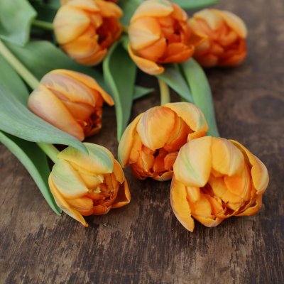 Tulpan & Narciss Sunny Morning 30st