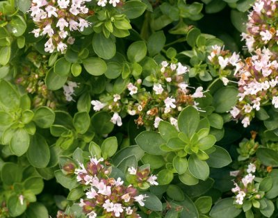 Oregano, Stickling, Origanum vulgare Compactum
