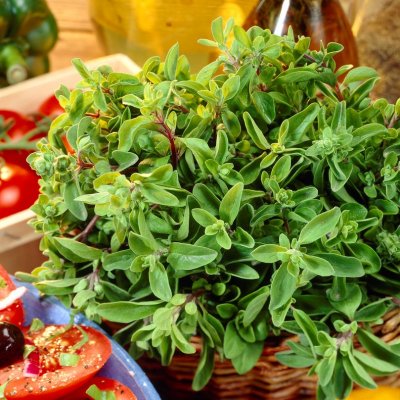 Origanum majorana, Mejram, C13cm
