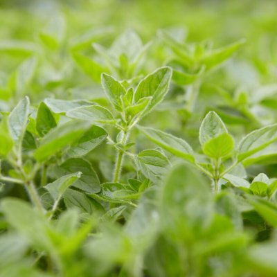 Oregano, Stickling, Origanum vulgare 3-pack