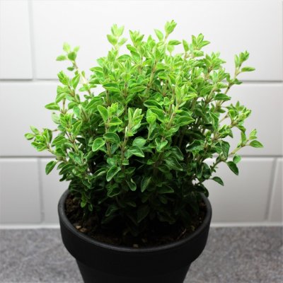 Origanum vulgare, Kungsmynta, Oregano, C13cm