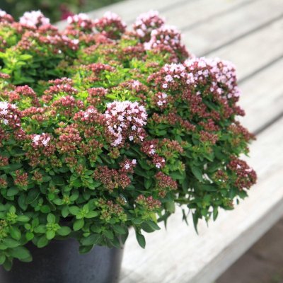 Origanum vulgare Compactum, Oregano, C13cm