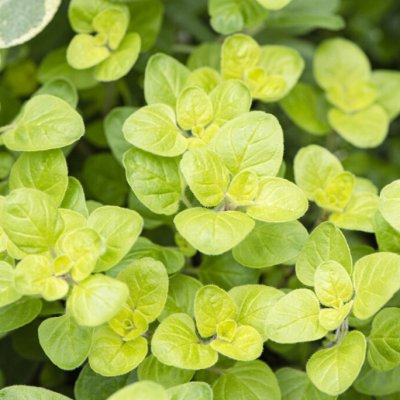 Origanum vulgare Gold Nugget, Gul Kungsmynta / Oregano