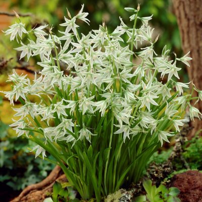 Aftonstjärna Ornithogalum nutans 15st