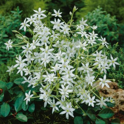 Morgonstjärna Ornithogalum umbellatum 15st