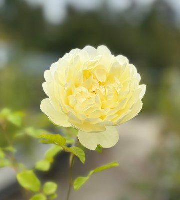 Rosa austin Nye Bevan ®, Engelsk Buskros