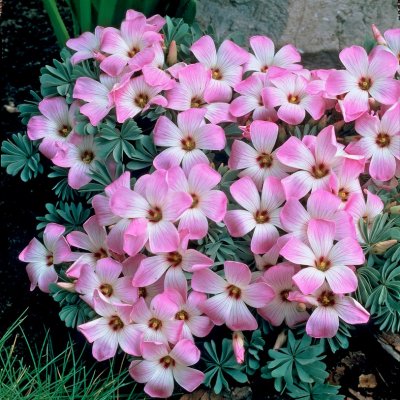 Sandoxalis Oxalis adenophylla 5st
