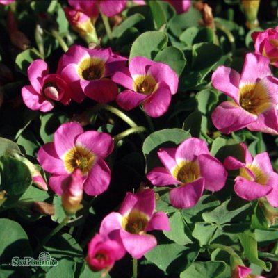 Oxalis depressa, Soloxalis, P9cm