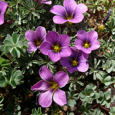 Oxalis Gwen McBride, Oxalis, P9cm