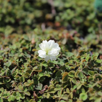 Oxalis magellanica Nelson, Mattoxalis, P9cm