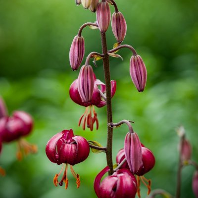 Lilium martagon P320 (JW10), Krollilja, P11cm