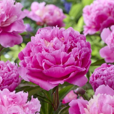 Paeonia lactiflora Anima
