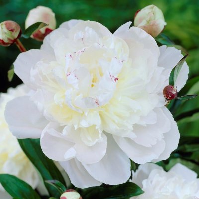 Paeonia lactiflora Avalanche, Luktpion, C3
