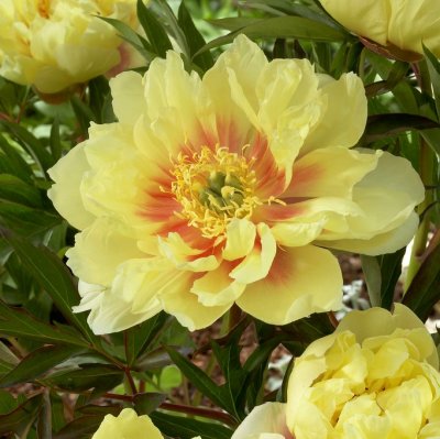 Paeonia itoh hybr. Bartzella, Itoh Pion, barrot 3/5 ögon