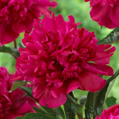 Paeonia lactiflora Big Ben, Luktpion, barrot 3/5 ögon