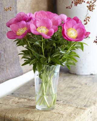 Paeonia herbaceous hybr. Birthday, Pion, barrot 3/5 ögon