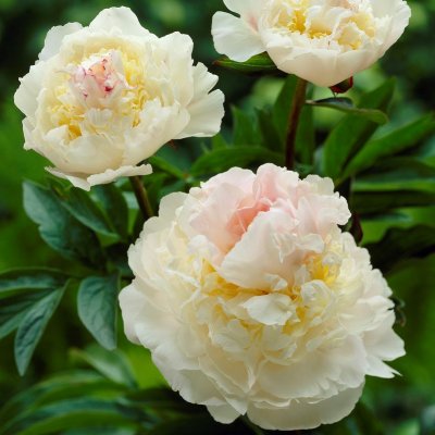 Paeonia lactiflora Blush Queen, Luktpion, barrot 3/5 ögon
