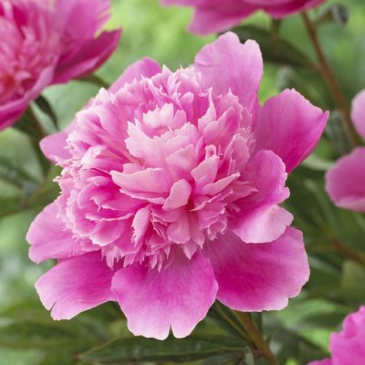 Paeonia lactiflora Bouquet Perfect