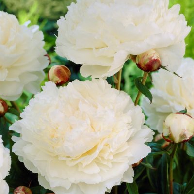 Paeonia lactiflora Bowl of Cream, Luktpion, C3