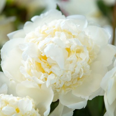 Paeonia lactiflora Bridal Shower, Luktpion, C3