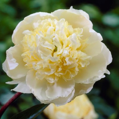 Paeonia lactiflora Charlie´s White, Luktpion, barrot 3/5 ögon