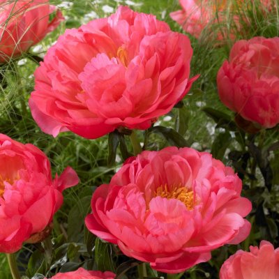 Paeonia hybrid Coral Sunset, Pion, C3