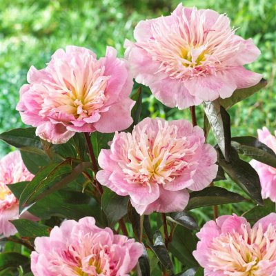 Paeonia lactiflora Do Tell, Luktpion , C3