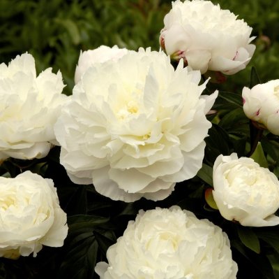 Paeonia lactiflora Elsa Sass, Luktpion, barrot 3/5 ögon
