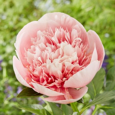 Paeonia hybrid Etched Salmon, Pion, C3
