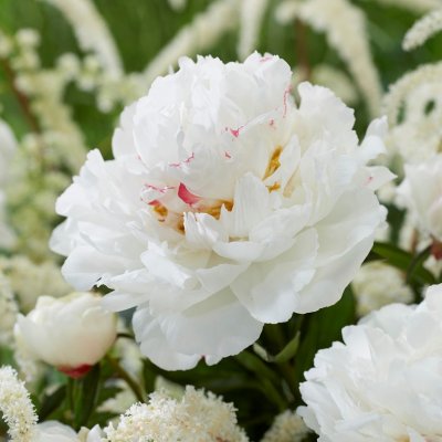 Paeonia lactiflora Festiva Maxima, Luktpion, barrot 3/5 ögon