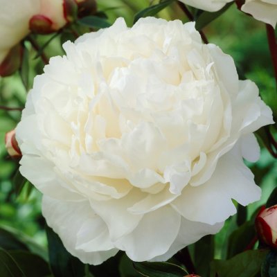 Paeonia lactiflora Gardenia, Luktpion, C3
