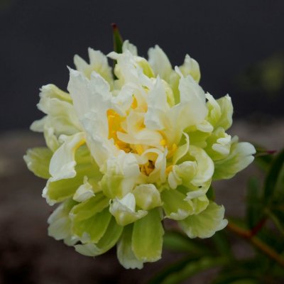 Paeonia lactiflora Green Halo, Luktpion, C3