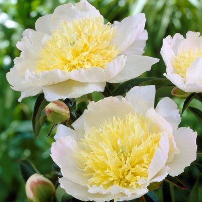 Paeonia lactiflora Honey Gold, Luktpion, C3